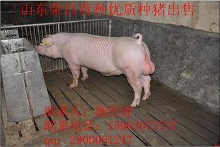 各种猪的图片